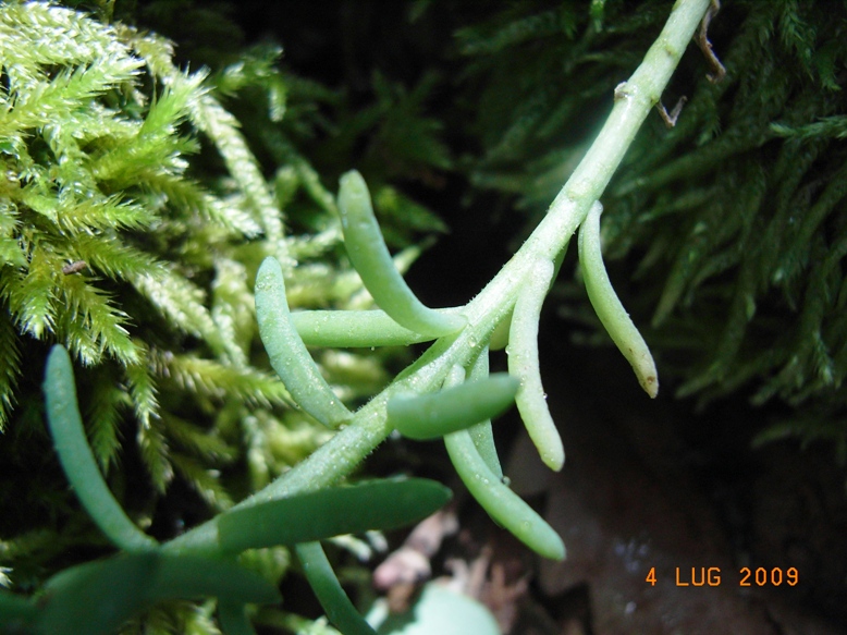 Sedum hispanicum